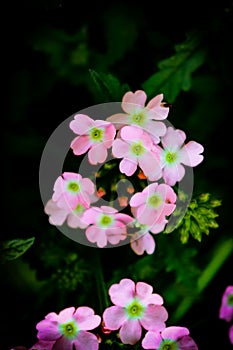 TheÃÂ common garden verbenaÃÂ (Glandularia Ãâ hybrida, formerlyÃÂ VerbenaÃÂ hybrida) is a square-stemmed creeping plant. photo